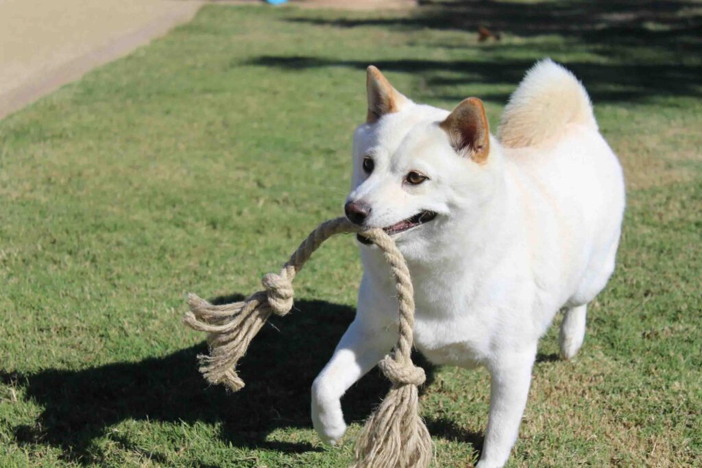 Witte hond rennend op gras terwijl hij dik touwspeeltje in zijn bek houdt