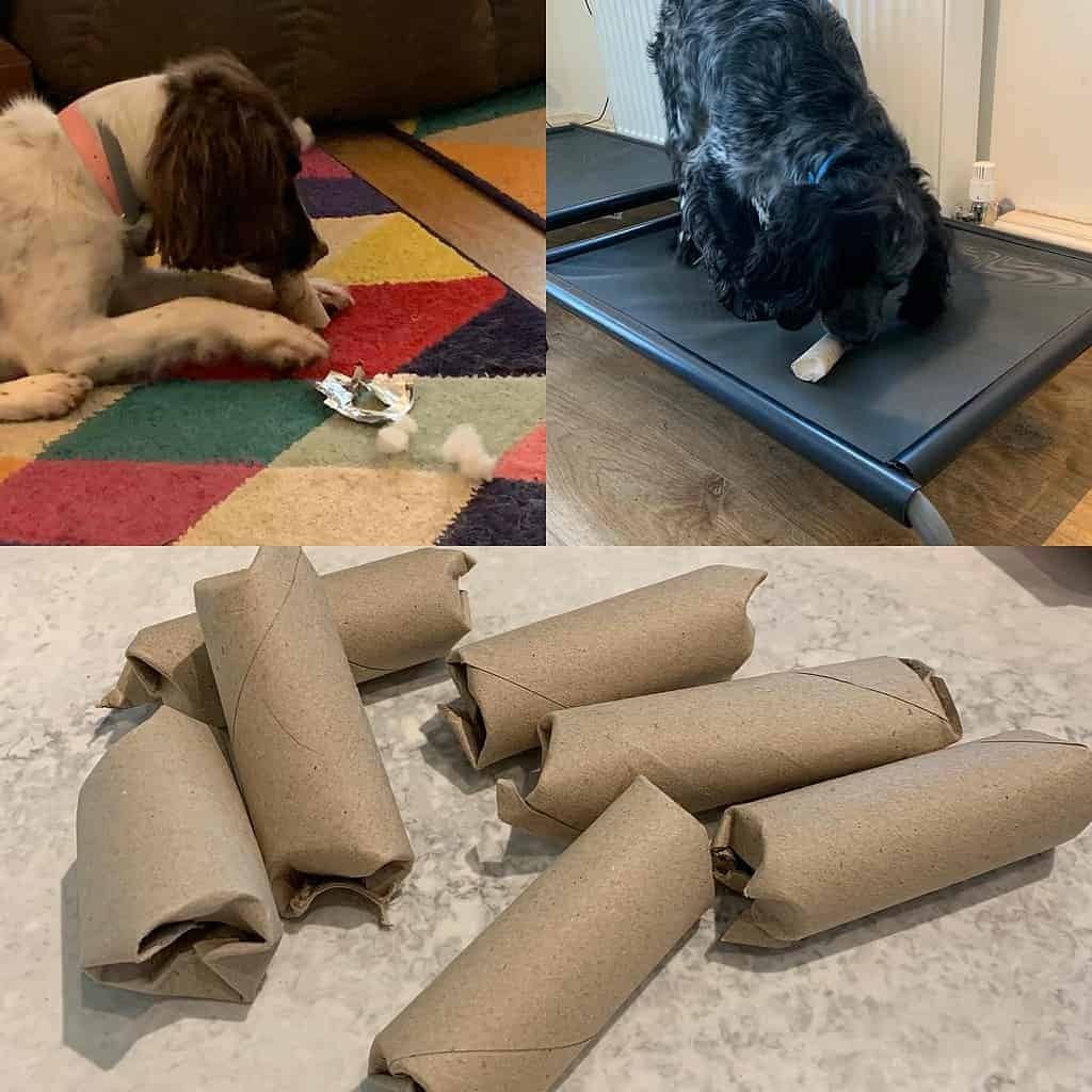 Zelfgemaakte hondensnackpuzzels met papieren rollen waar honden op spelen en kauwen
