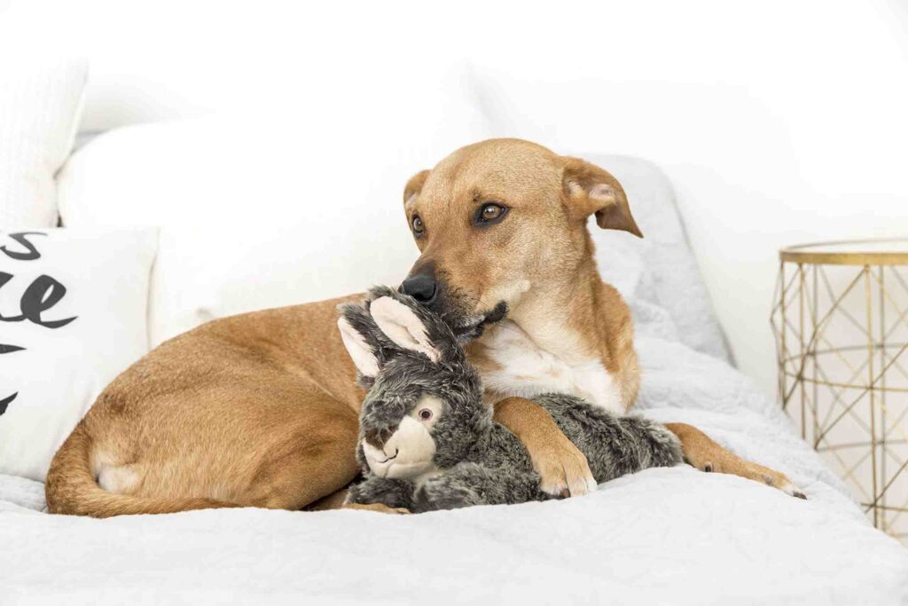 Bruine hond rustend op bed terwijl hij zachtjes kauwt op een pluchen konijntje