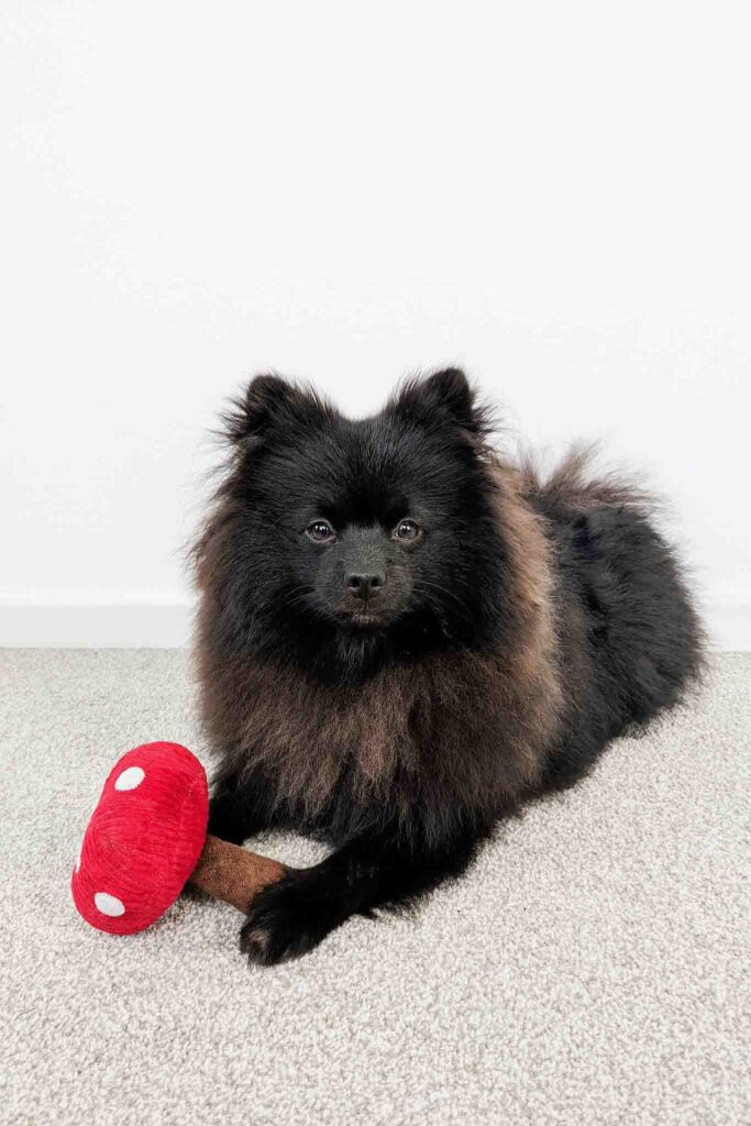 Zwarte pluizige hond liggend op tapijt met rood pluchen paddenstoel speeltje