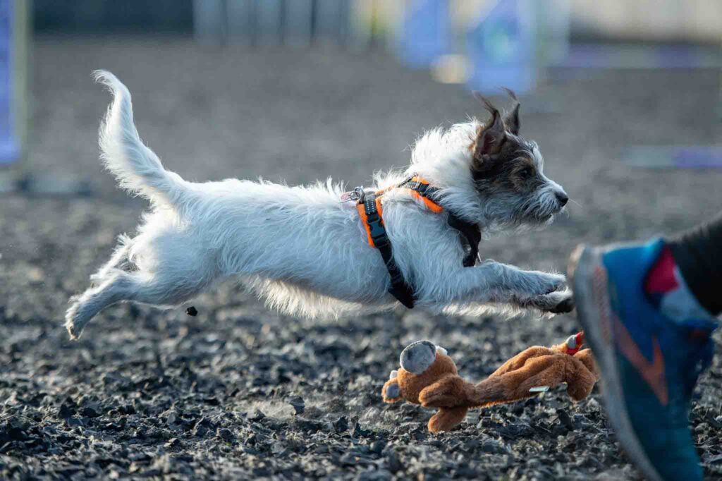 Chien blanc sautant pour attraper une peluche pendant une séance de jeu