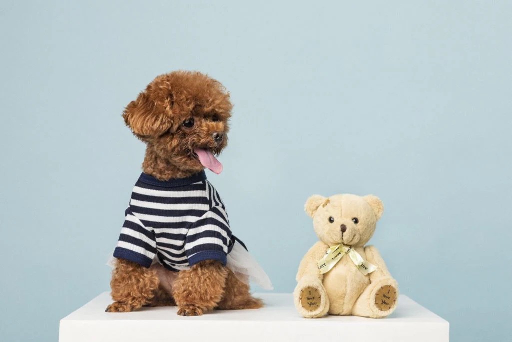 Small brown poodle puppy with teddy bear toy