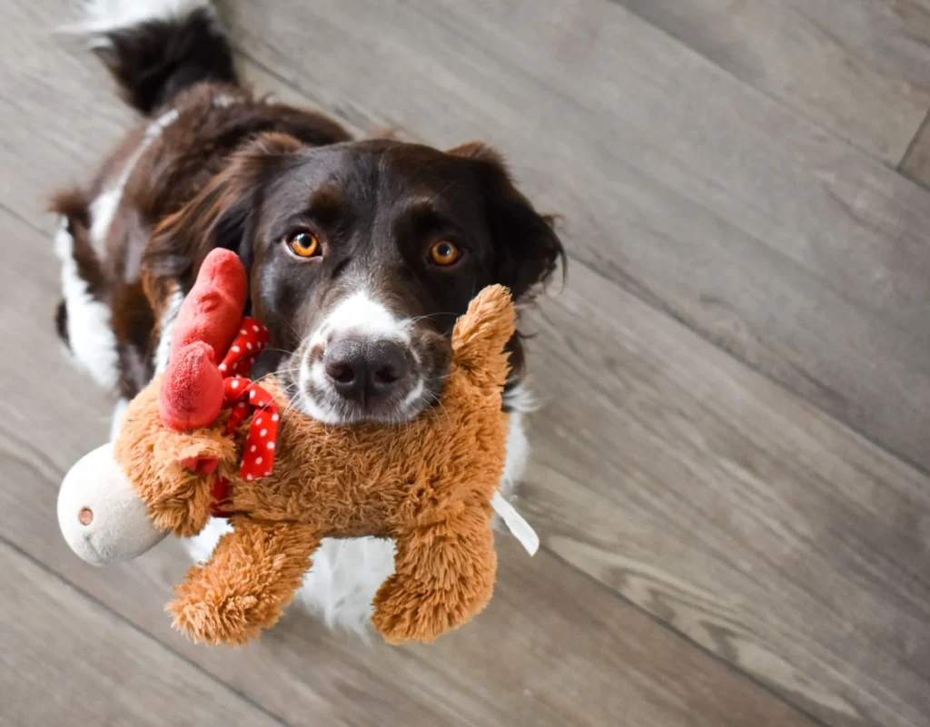 Brown and white dog holding a plush toy in its mouth on wooden floor