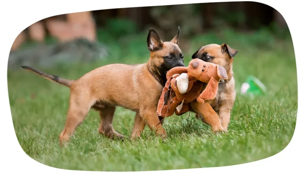 Two puppies playing with a brown stuffed dog outdoors