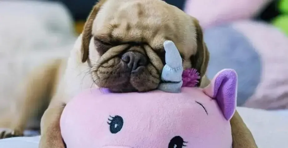 Pug sleeping on a pink unicorn plush toy