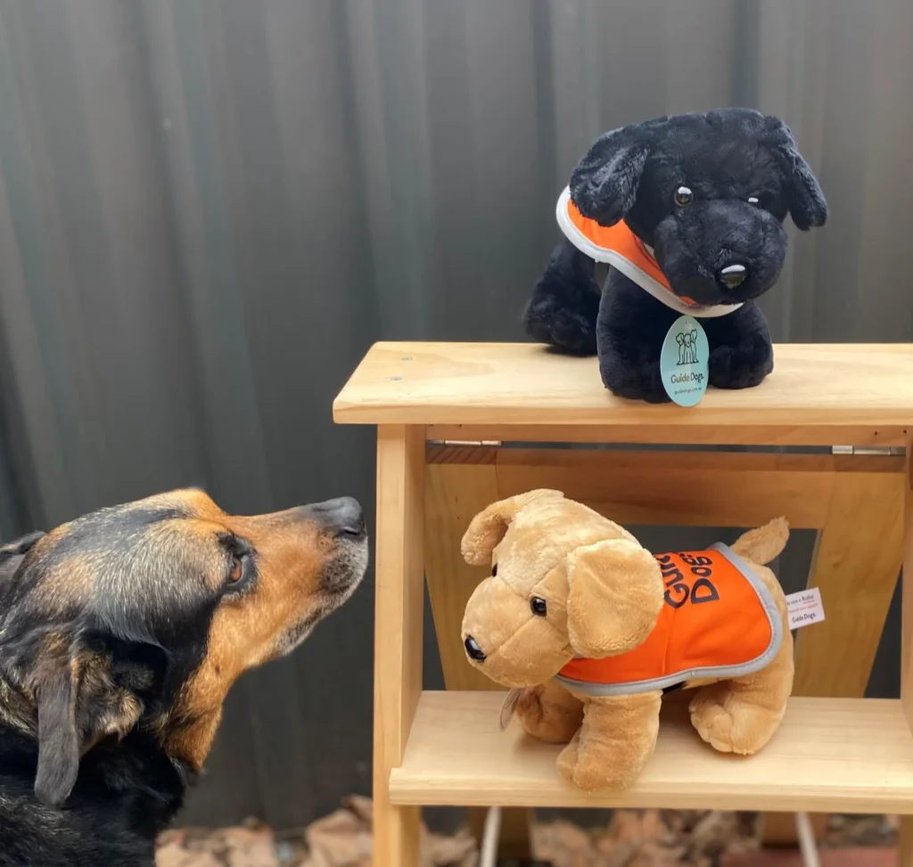 Dog looking at guide dog plush toys on shelf