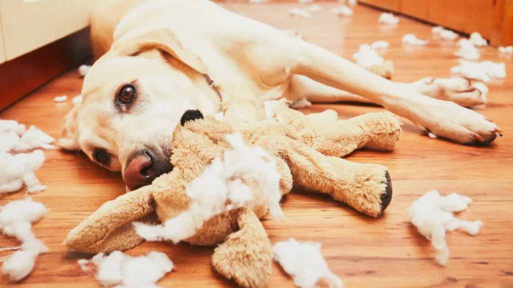 Dog lying on floor surrounded by torn plush toy stuffing and damaged stuffed animal.