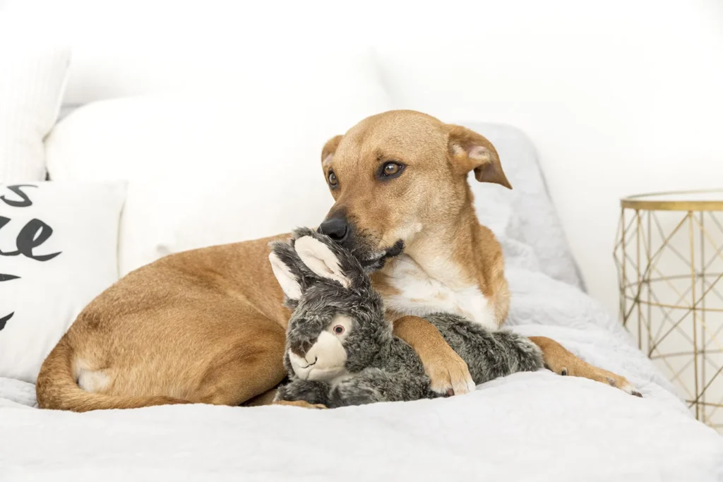 Brown dog lying on bed hugging a gray plush bunny toy.