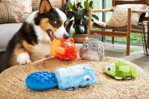 Corgi dog chewing orange plush toy with other plush toys on woven mat.