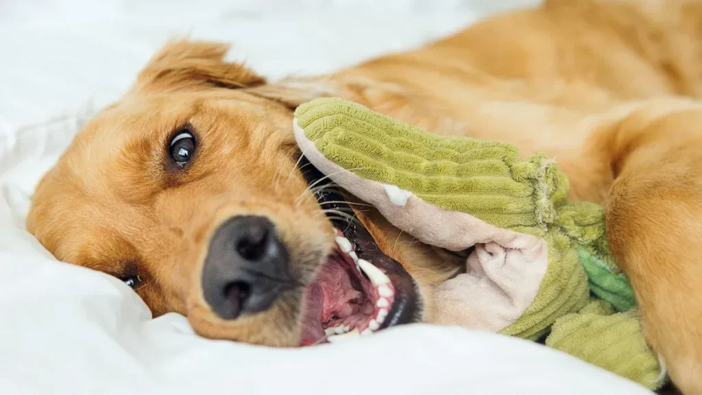 Golden retriever dog biting green plush toy on white bedding