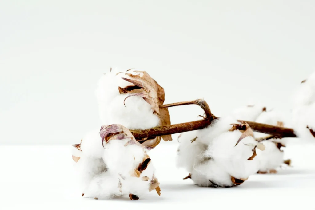 Close-up of white cotton bolls on brown branches against a light background.