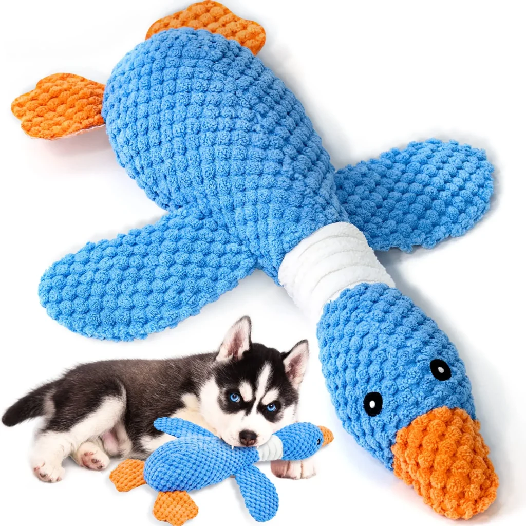 Husky puppy playing with large blue and orange plush duck toy.