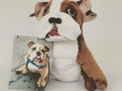 Brown and white bulldog plush holding photo of real bulldog on white background.